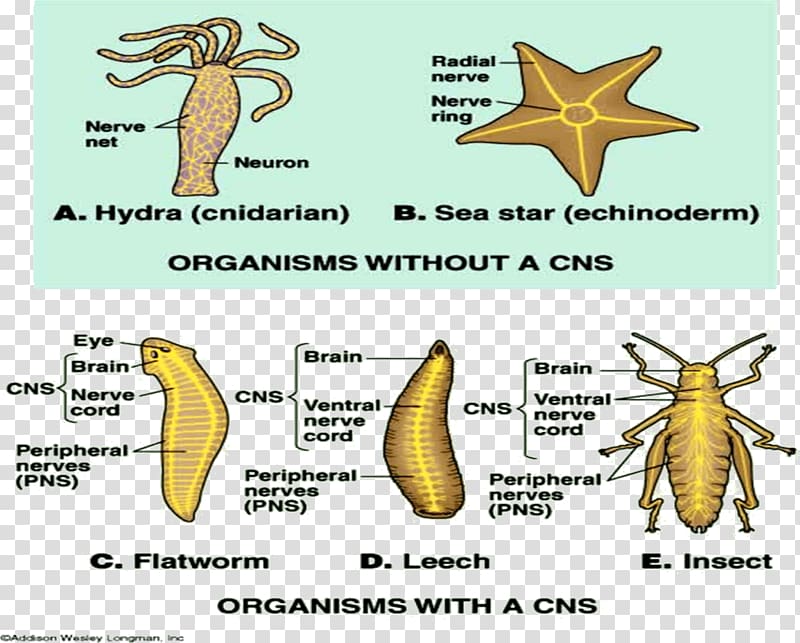 Evolution of nervous systems Central nervous system Invertebrate, Unicellular Organism transparent background PNG clipart