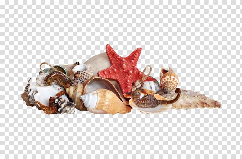 Seashell Beach , Conch element transparent background PNG clipart