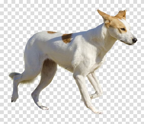 Spanish greyhound Canaan Dog Whippet Sloughi, others transparent background PNG clipart