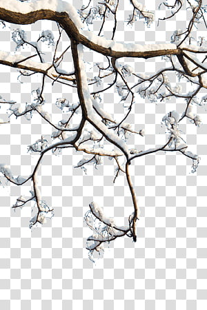 Twig Background png download - 1314*2909 - Free Transparent Twig png  Download. - CleanPNG / KissPNG