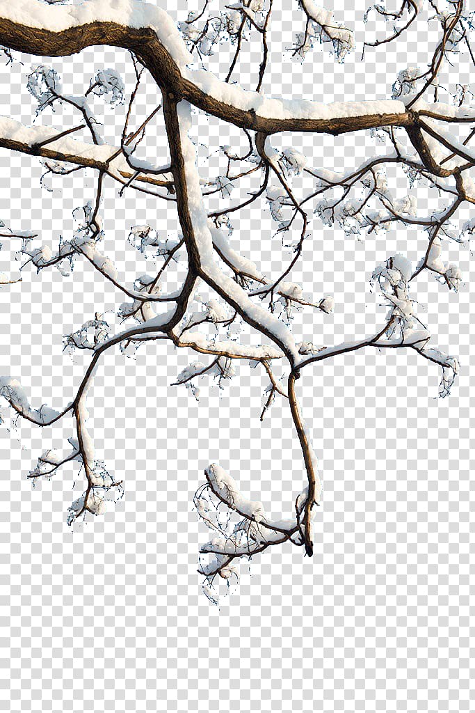 Twig , Snow branch transparent background PNG clipart