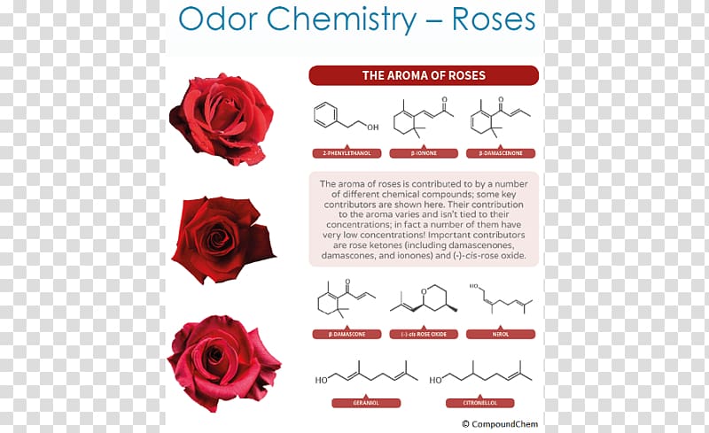Garden roses Organic chemistry Odor Chemical compound, bad smell transparent background PNG clipart
