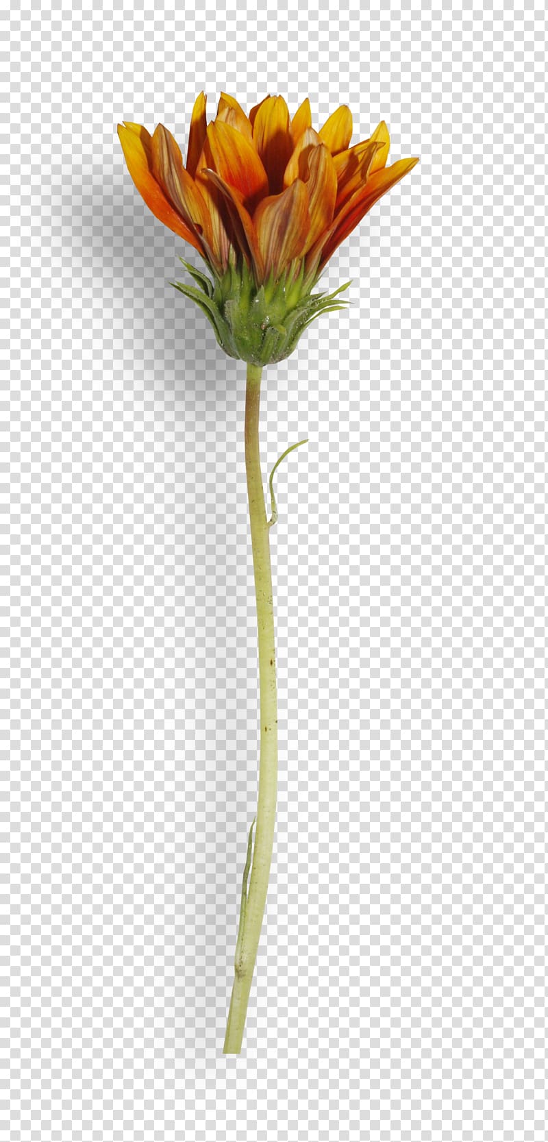 withered flowers transparent background PNG clipart
