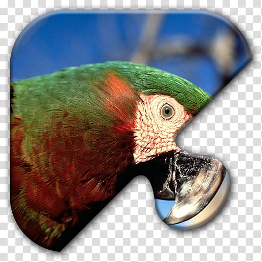 Parrot Bird Chestnut-fronted macaw Scarlet macaw, parrot transparent background PNG clipart