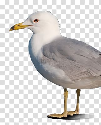 European Herring Gull Gulls Great black-backed gull Bird control, Bird transparent background PNG clipart