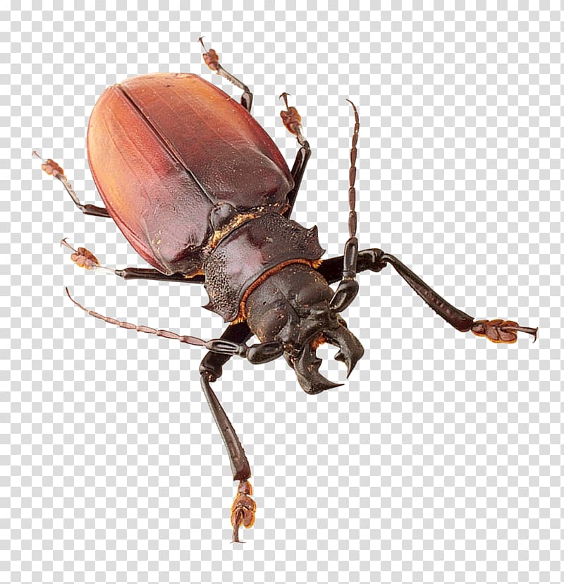 Insect Japanese rhinoceros beetle, Insect transparent background PNG clipart