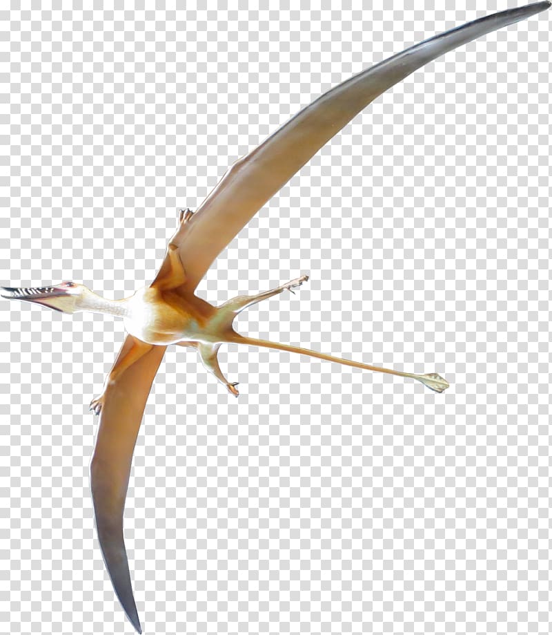 Archaeopteryx Rhamphorhynchus Pterosaurs Dinosaur Velociraptor, dinosaur transparent background PNG clipart