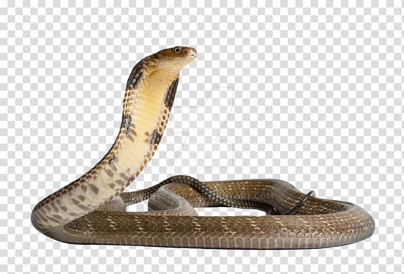 Venomous snake Gaboon viper King cobra, anaconda transparent background PNG clipart