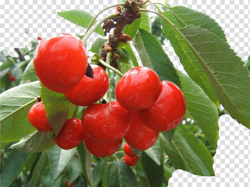 Barbados Cherry Berry Shepherdia argentea, Cherry transparent background PNG clipart