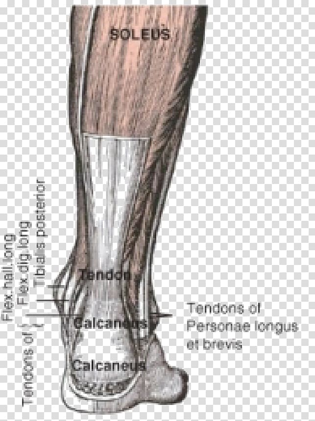 Achilles tendon Achilles tendinitis Muscle Injury, muscular System transparent background PNG clipart