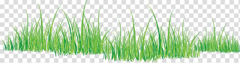 Grass transparent background PNG clipart