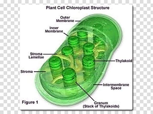 Chlorophyll a Chloroplast Mesophyll Plant cell, absorbed molecule transparent background PNG clipart
