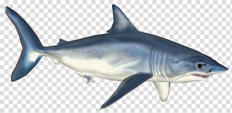 Isurus oxyrinchus Requiem shark Tiger shark Great white shark , sharks transparent background PNG clipart