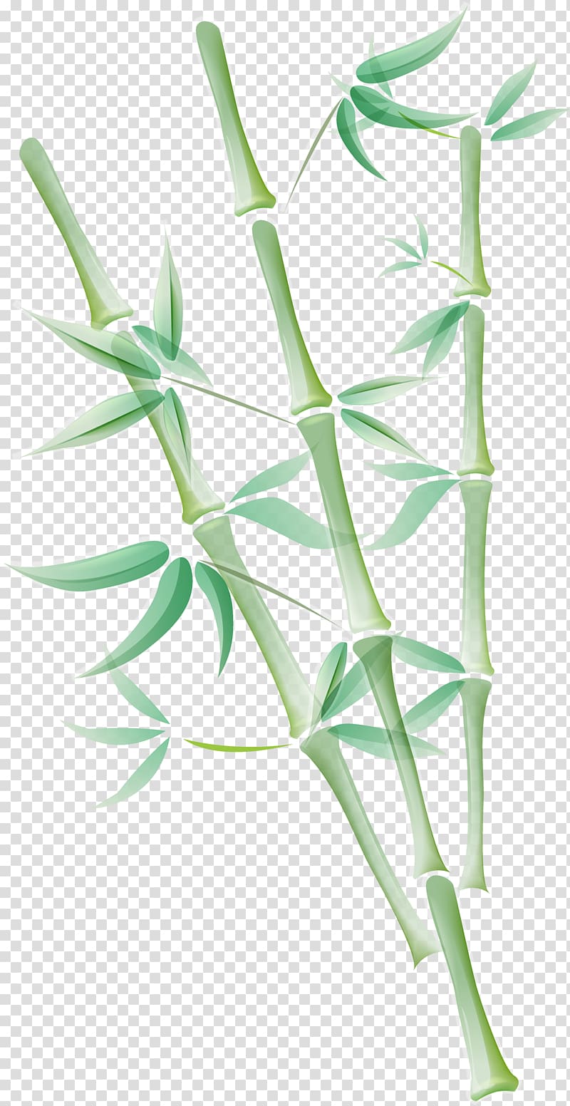 Grasses Tropical woody bamboos Bamboo, Zen Spa Shaxsiy gigiyena Leaf, Coriander Leaves transparent background PNG clipart