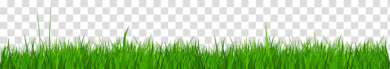 green grass, Wheatgrass, Grass lawn transparent background PNG clipart