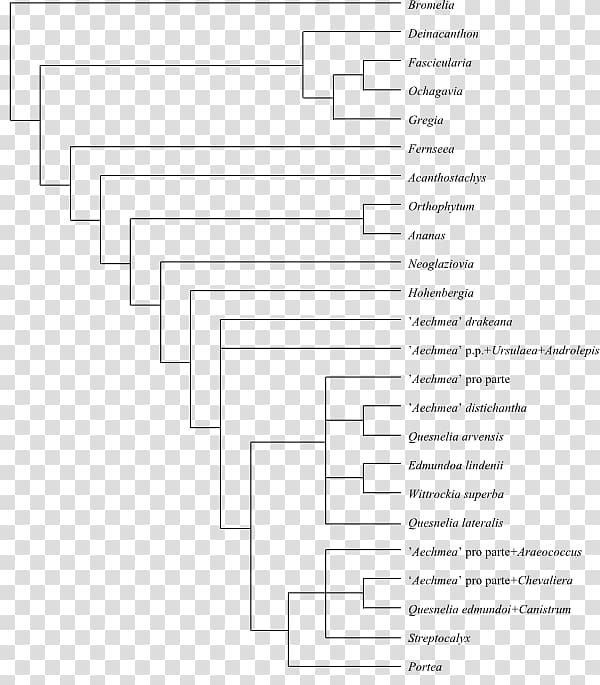 Cladogram Phylogenetic tree Cladistics Phylogenetics Systematics, others transparent background PNG clipart