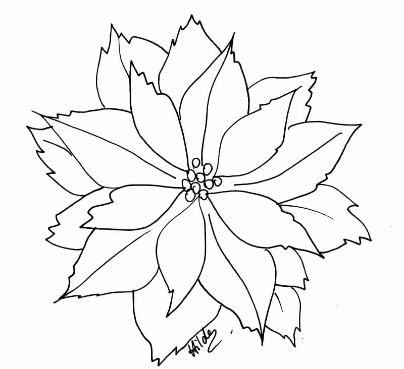 Poinsettia Coloring book Flower Christmas , poinsettia free transparent background PNG clipart