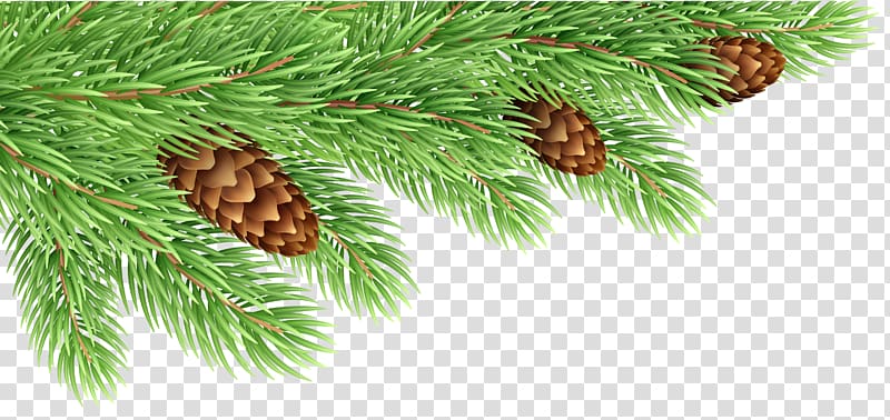 Pine Conifer cone Larch Spruce Branch, pine boughs transparent background  PNG clipart