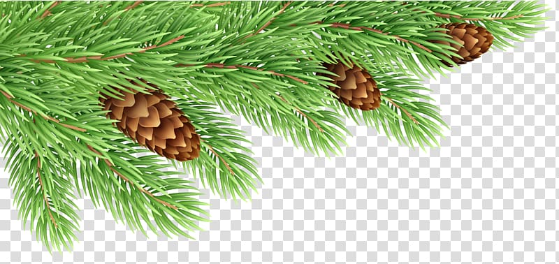 Fir Pine Conifer cone , pine branches buckle clip free transparent background PNG clipart