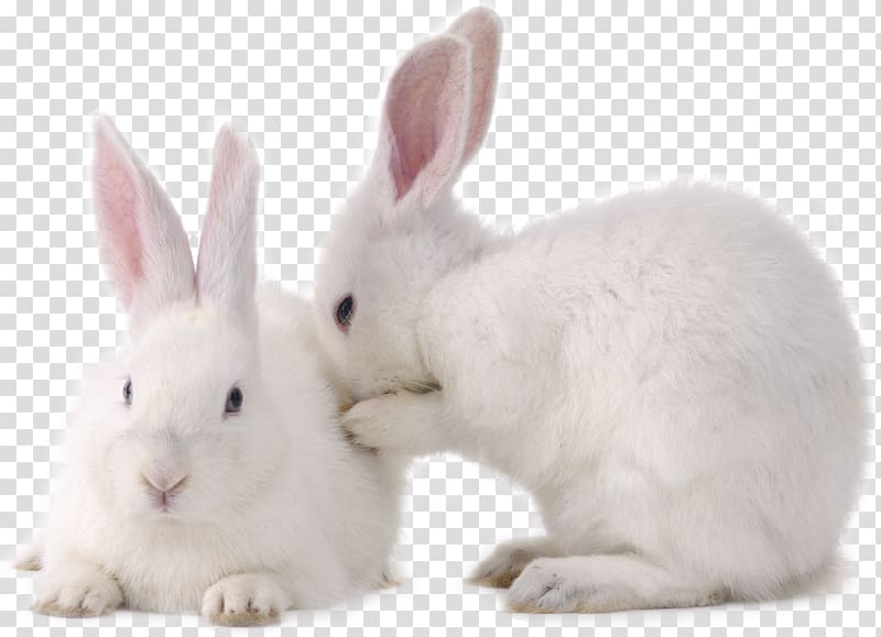 two white rabbits , Hare Bunnies and Rabbits European rabbit Little Rabbits, Two little rabbits transparent background PNG clipart