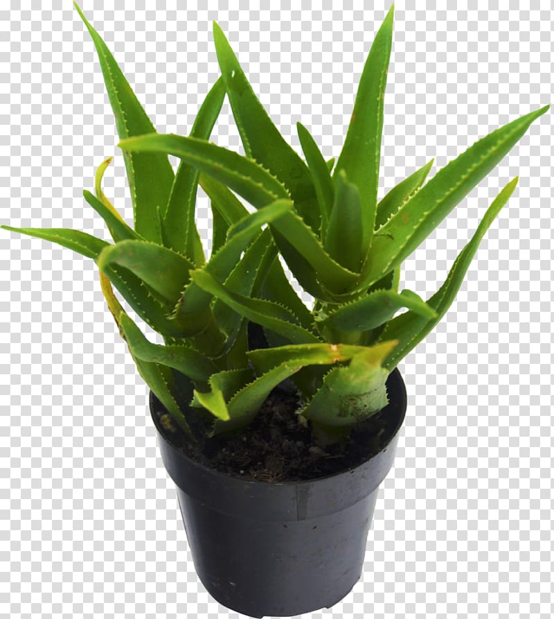 Aloe vera Succulent plant Houseplant Cactaceae, succulent transparent background PNG clipart