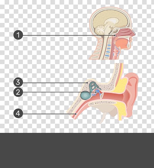 Eustachian tube Nasopharynx Middle ear Levator veli palatini, Ear test transparent background PNG clipart