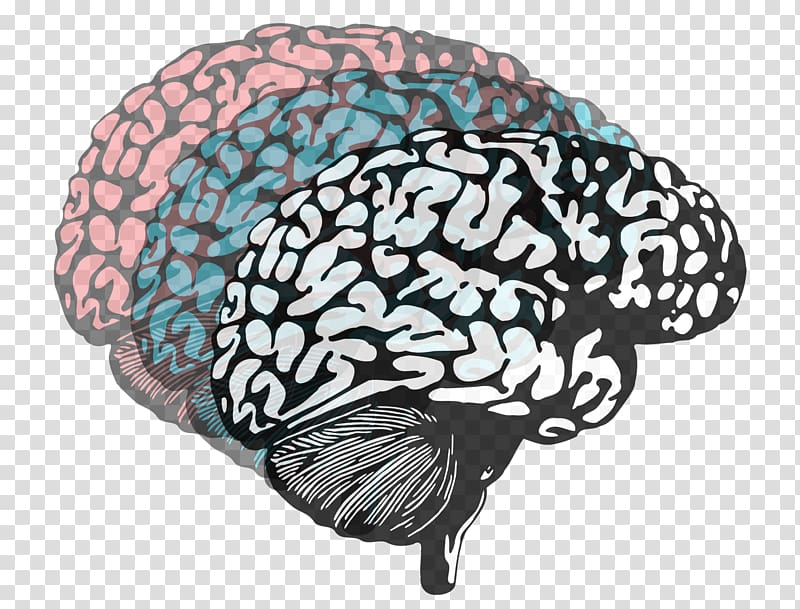 Human brain Lateralization of brain function Neuroimaging Psychology, Brain transparent background PNG clipart