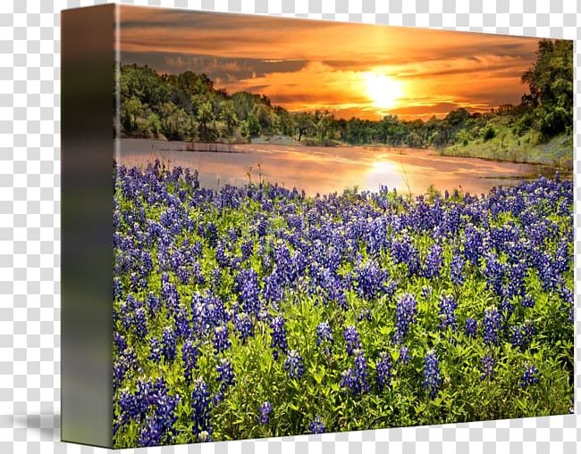 Canvas print Printing Art, bluebonnet transparent background PNG clipart