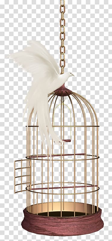 Birdcage Parrot Domestic canary, Bird transparent background PNG clipart