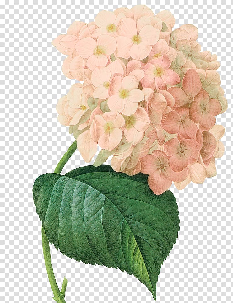 white and pink hydrangeas art, Painting Botanical illustration Art French hydrangea Botany, painting transparent background PNG clipart