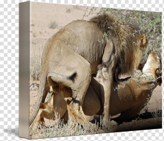 Lion Mating Terrestrial animal Maasai Mara, lion transparent background PNG clipart