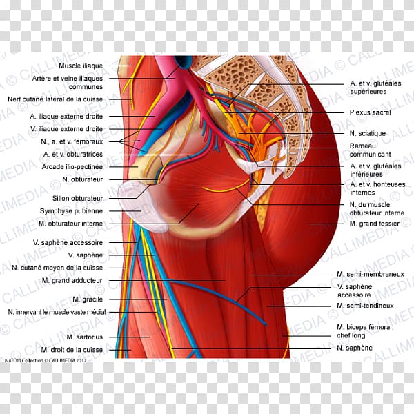 Adductor muscles of the hip Adductor magnus muscle Adductor longus muscle Thigh, blood vessel transparent background PNG clipart