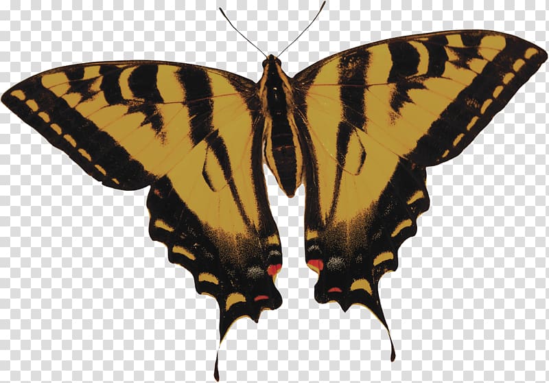 Swallowtail butterfly Eastern tiger swallowtail, Butterfly transparent background PNG clipart