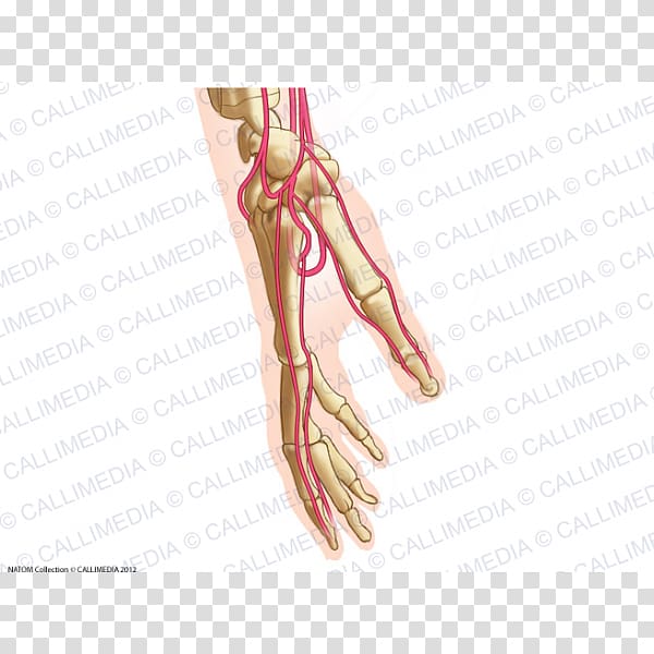 Thumb Finger Artery Hand Common palmar digital arteries, hand transparent background PNG clipart