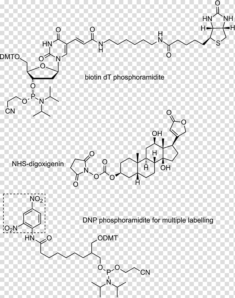 Oligonucleotide Digoxigenin DNA RNA Massive parallel sequencing, others transparent background PNG clipart