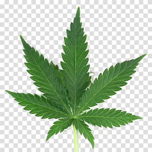 Medical cannabis Joint Leaf, cannabis transparent background PNG clipart