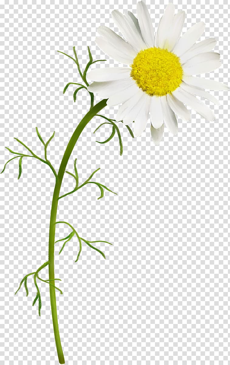 German chamomile Common daisy, watercolor shell transparent background PNG clipart