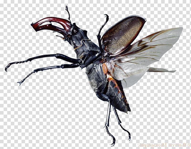 Stag beetle Lucanus cervus Deer Antler, fly insect transparent background PNG clipart