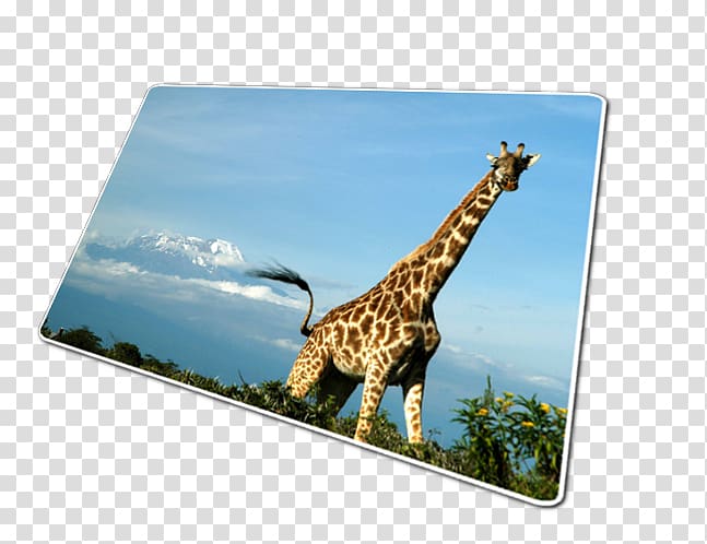 Mount Kilimanjaro West Africa Lemosho Route Kibo, kilimanjaro safaris transparent background PNG clipart