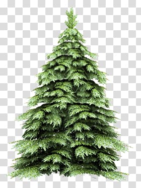 fir tree transparent background PNG clipart