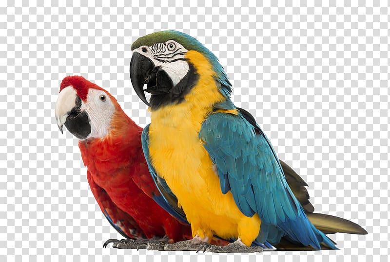 Parrot Blue-and-yellow macaw Red-and-green macaw Hyacinth macaw, parrot transparent background PNG clipart