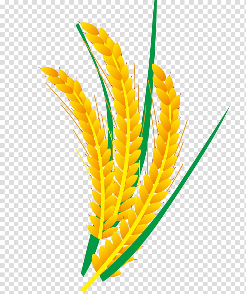brown wheat illustration, Rice Euclidean Computer file, rice and wheat transparent background PNG clipart