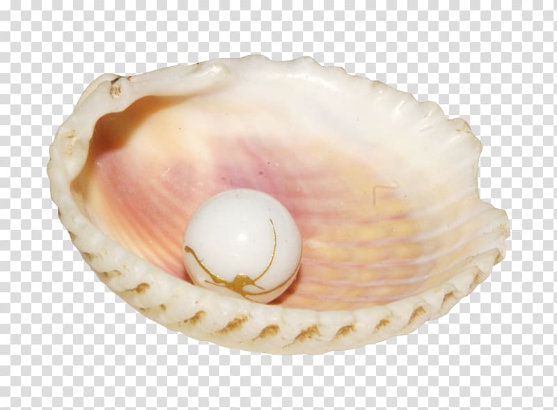 Pearl Conch Seashell , Shell pearl inside transparent background PNG clipart