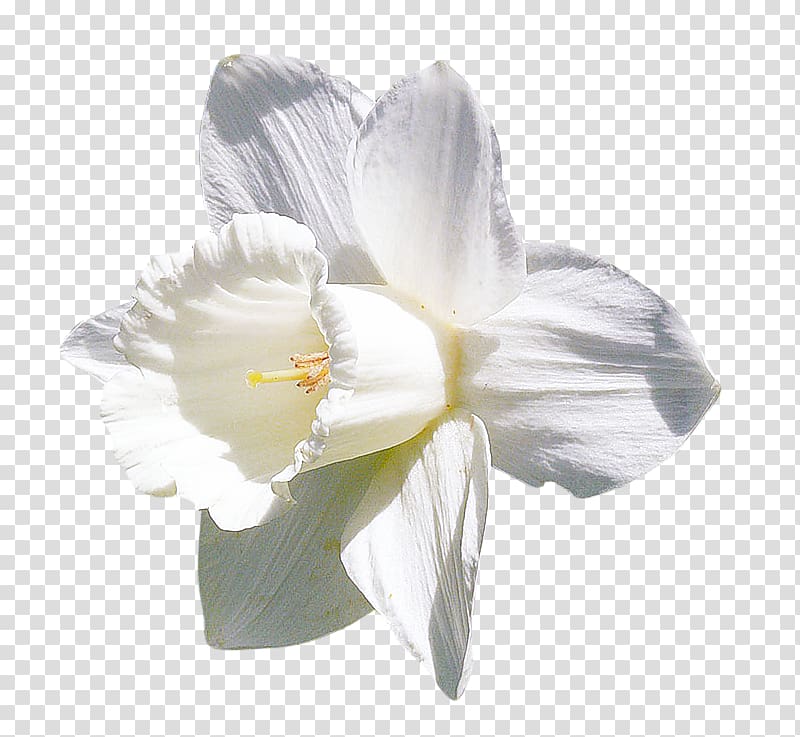 Amaryllis Jersey lily Moth orchids Belladonna, Cheong Choon Ng transparent background PNG clipart
