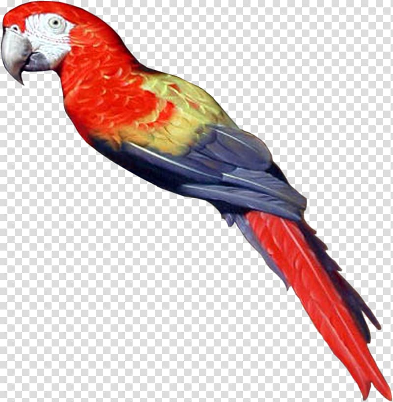 Bird Parrot Computer Icons , parrot transparent background PNG clipart