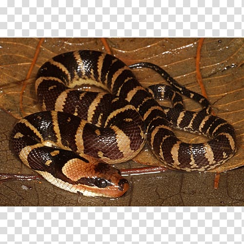 Boa constrictor Hognose snake Rattlesnake Kingsnakes Vipers, others transparent background PNG clipart