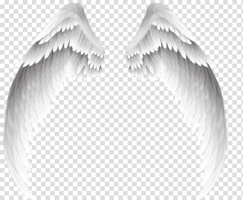 Wing , white wings transparent background PNG clipart
