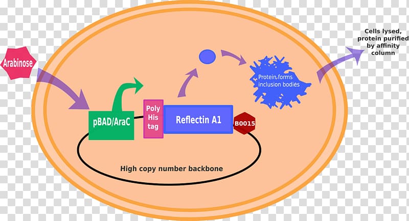 International Genetically Engineered Machine BioBrick Wiki Expression , Protein Purification transparent background PNG clipart