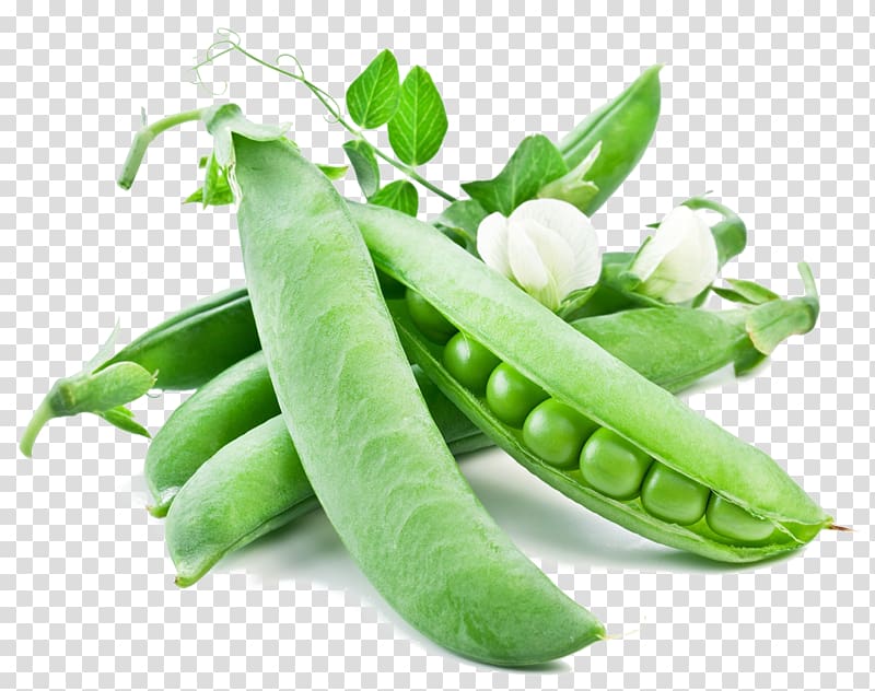 green peas, Snow pea Vegetable Snap pea Seed Pea protein, pea transparent background PNG clipart