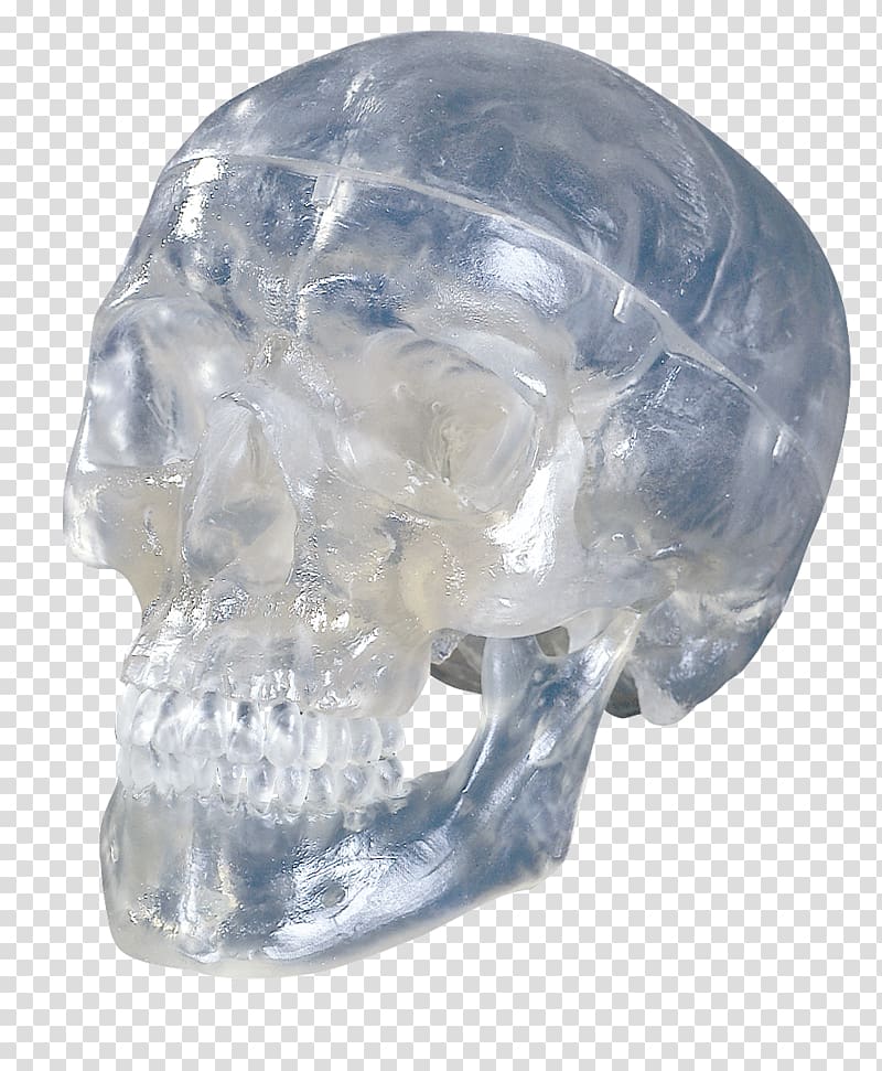 Human skull Anatomy Bone, skull transparent background PNG clipart